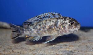 Labeotropheus fuelleborni 'Makanjila'