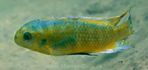 Labeotropheus fuelleborni 'Makankha Reef'
