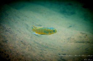 Labeotropheus fuelleborni 'Makankha Reef'