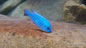 Labeotropheus fuelleborni 'Masimbwe Island'