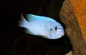 Labeotropheus fuelleborni 'Mbenji'