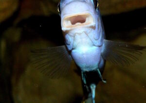 Labeotropheus fuelleborni 'Mbenji'