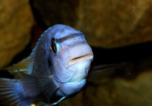 Labeotropheus fuelleborni 'Mbenji'