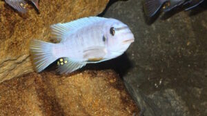 Labeotropheus fuelleborni 'Mbenji'
