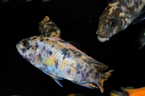Labeotropheus fuelleborni 'Mbenji'