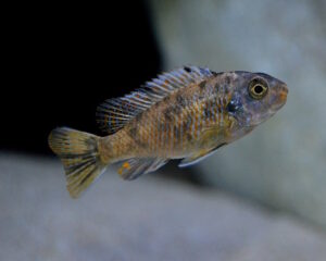 Labeotropheus fuelleborni 'Mbenji'