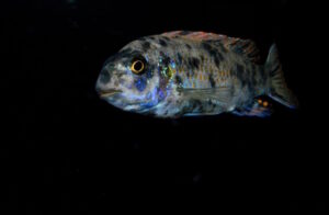 Labeotropheus fuelleborni 'Mbenji'