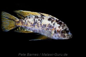 Labeotropheus fuelleborni 'Mbenji'