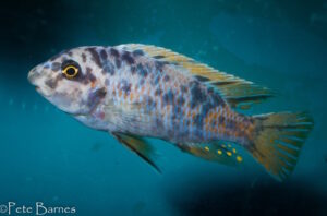 Labeotropheus fuelleborni 'Mbenji'