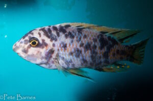 Labeotropheus fuelleborni 'Mbenji'