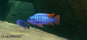 Labeotropheus fuelleborni 'Mitande Reef'