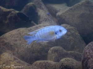 Labeotropheus fuelleborni 'Nakantenga Island'