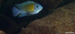 Labeotropheus fuelleborni 'Nakantenga Island'
