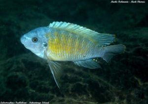 Labeotropheus fuelleborni 'Nakantenga Island'
