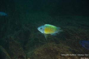 Labeotropheus fuelleborni 'Nakantenga Island'