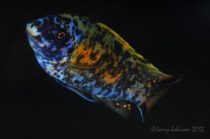 Labeotropheus fuelleborni 'Nakantenga Island'