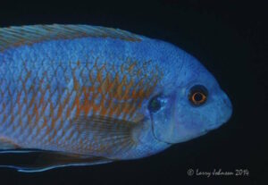 Labeotropheus fuelleborni 'Nakantenga Island'