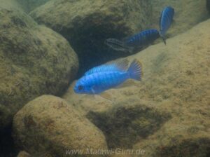 Labeotropheus fuelleborni 'Namalenje Island'