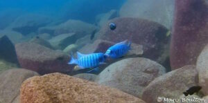 Labeotropheus fuelleborni Arten