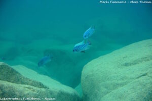 Labeotropheus fuelleborni 'Ngwasi'