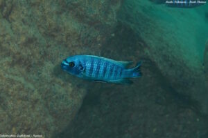 Labeotropheus fuelleborni 'Ngwasi'