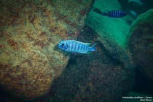 Labeotropheus fuelleborni 'Ngwasi'