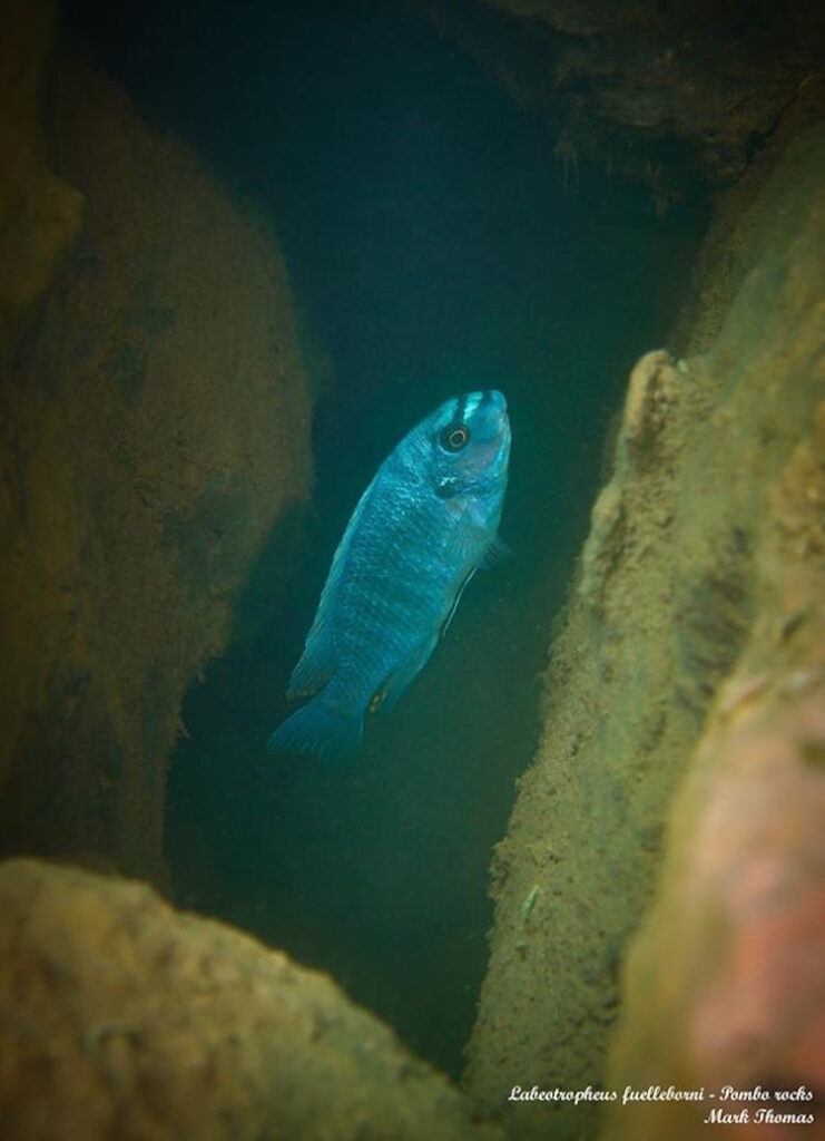 Pambox Rocks Labeotropheus fuelleborni 'Pombo Rocks' • Malawi-Guru