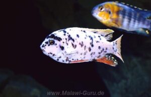 Labeotropheus fuelleborni 'Thumbi West'