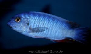 Labeotropheus fuelleborni 'Thumbi West'