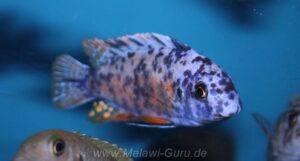 Labeotropheus fuelleborni Arten