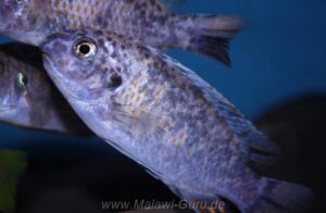 Labeotropheus fuelleborni 'Thumbi West'