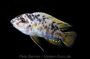 Labeotropheus