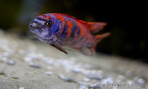 Labeotropheus trewavasae