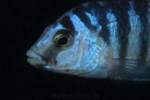 Labidochromis chisumulae