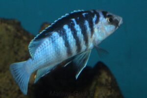 Labidochromis chisumulae