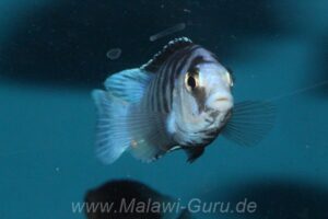 Labidochromis chisumulae