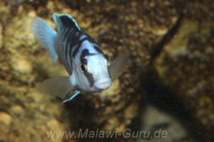 Labidochromis chisumulae