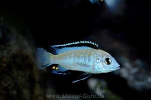 Labidochromis caeruleus 'Nkhata Bay'