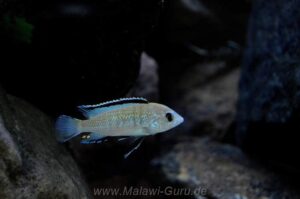 Labidochromis caeruleus 'Nkhata Bay'