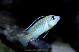 Labidochromis caeruleus 'Nkhata Bay'