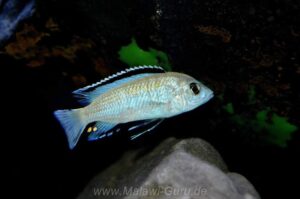 Labidochromis caeruleus 'Nkhata Bay'