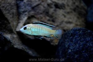 Labidochromis caeruleus 'Nkhata Bay'