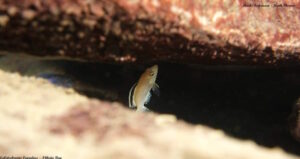 Labidochromis caeruleus 'Nkhata Bay'