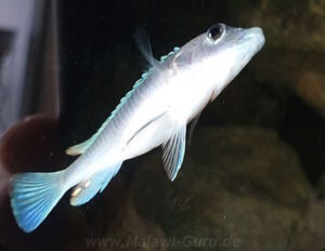 Labidochromis caeruleus 'Thumbi Reef'
