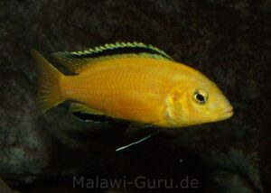 Labidochromis caeruleus 'yellow‘ Kakusa