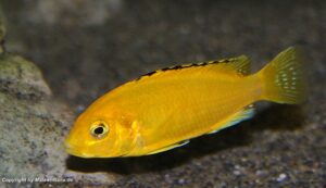 Labidochromis caeruleus