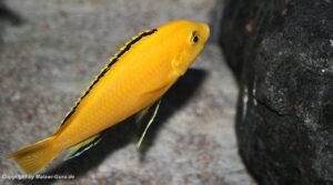 Labidochromis caeruleus