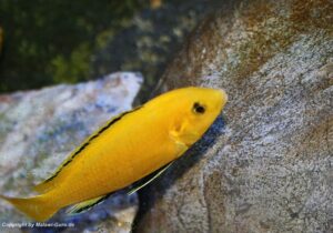 Labidochromis caeruleus 'yellow‘ Kakusa