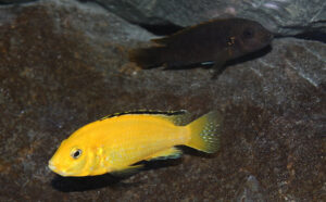 Labidochromis caeruleus
