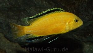 Labidochromis caeruleus 'yellow‘ Kakusa